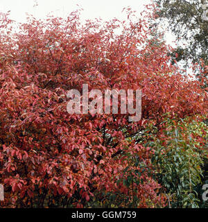 Amelanchier Lamarckii AGM. -im Herbst Farbe TRS020694 Stockfoto