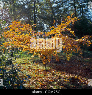 Fagus Sylvatica AGM - im Herbst Farbe Buche TRS020748 Stockfoto