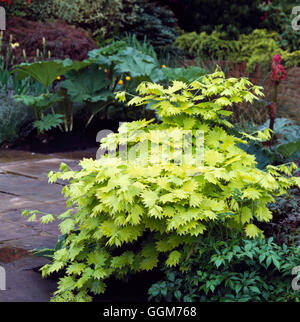 Acer Shirasawanum - 'Aureum' AGM. -(Syn. A. Japonicum 'Aureum') TRS021991 Fotos Horticultura Stockfoto