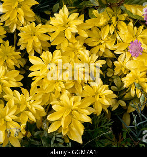 Choisya Ternata - "Sundance" AGM.   TRS026046 Stockfoto