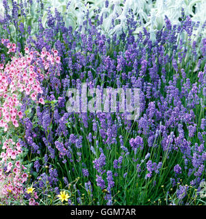 Lavandula Angustifolia - 'Hidcote' AGM TRS026869 Stockfoto