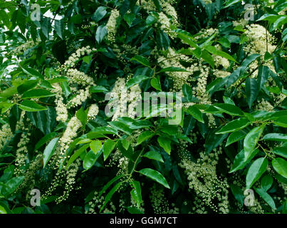 Prunus Lusitanica AGM - Portugal Laurel TRS028067 Stockfoto