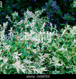 Salix Integra - 'Hakuro-Nishiki' TRS029481 Stockfoto