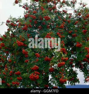 Sorbus Aucuparia - in Beere im Herbst TRS029953 Stockfoto