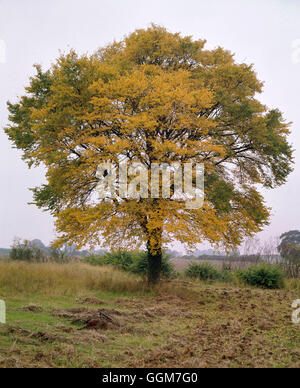 Ulmus Glabra - Wych Ulme TRS030960 Stockfoto