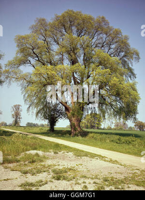 Ulmus Glabra - Wych Ulme TRS030961 Stockfoto