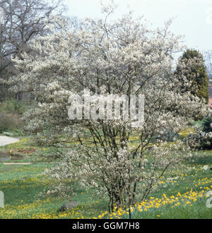 Amelanchier Lamarckii AGM TRS033536 Stockfoto