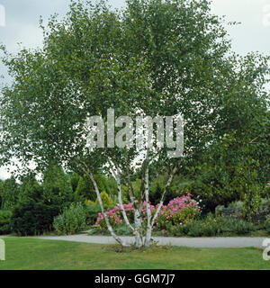 Betula Utilis - var. Jacquemontii TRS039549 Stockfoto