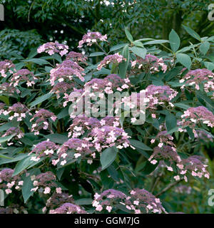 Hydrangea Aspera - Villosa Gruppe (Syn H. Villosa) TRS041017 Stockfoto