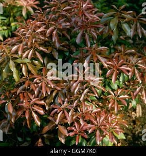 Pieris Japonica - 'Mountain Fire' AGM TRS041882 Stockfoto