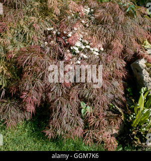 Acer Palmatum - var. Dissectum 'Dissectum Nigrum' TRS043781 Stockfoto