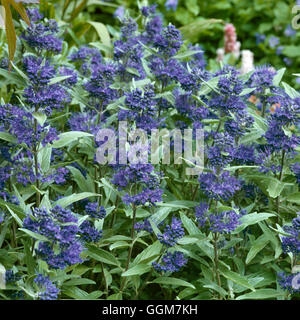 Caryopteris X clandonensis-'Heavenly Blue' TRS046389 Stockfoto