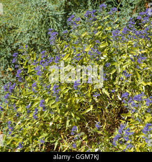 Caryopteris X clandonensis-'Worcester Gold' AGM-TRS046420 Stockfoto