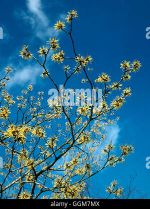 Hamamelis Mollis - chinesische Zaubernuss TRS081582 Stockfoto