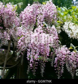 Wisteria Floribunda - 'Rosea' TRS082748 Stockfoto