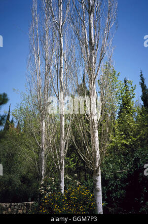 Populus Nigra - Schwarz-Pappel TRS083319 Stockfoto