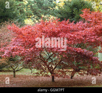 Acer Palmatum - F. Atropurpureum im Herbst Farbe TRS052696 Stockfoto