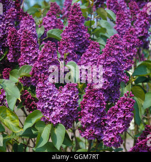 Syringa Vulgaris - "Andenken ein Ludwig Spath" AGM - (Syn S V "Souvenir de Louis Späth") TRS056099 obligatorische Cre Stockfoto