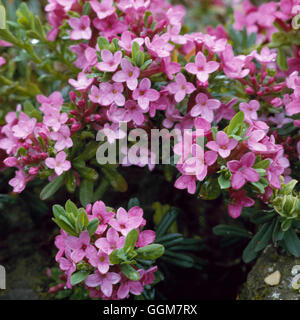 Daphne Cneorum - Girlande Blume TRS056151 Stockfoto