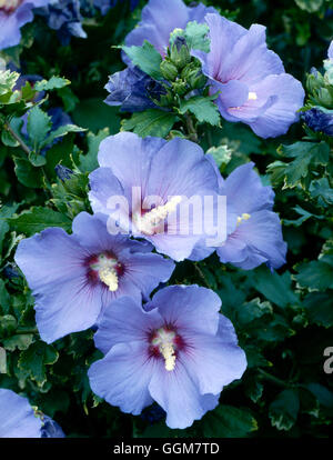 Hibiscus Syriacus - 'Oiseau Bleu' (Syn h.s. "Blue Bird") TRS057573 Stockfoto