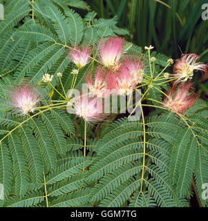 Albizia Julibrissin - Silk Baum TRS057597 Stockfoto