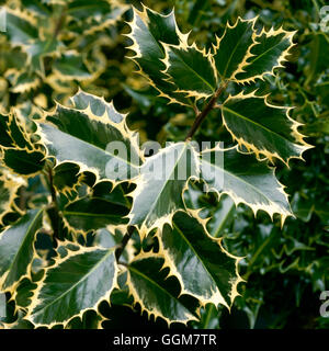 Ilex Aquifolium - 'Handsworth neue Silber' AGM (weiblich) TRS058271 Stockfoto