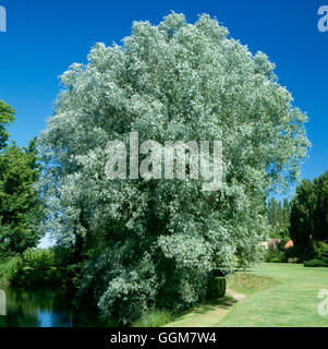 Salix Alba - weiße Weide TRS059161 Stockfoto