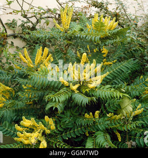 Mahonia x Media - "Lionel Fortescue" AGM TRS059487 Stockfoto