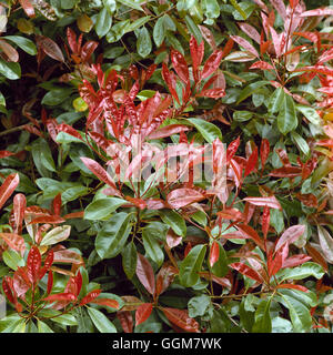 Photinia X fraseri-' Red Versuchsprogramms AGM TRS059728 Stockfoto