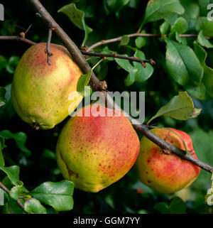 Chaenomeles X superba-'Crimson and Gold' AGM - zeigt Früchte im Herbst TRS065072 Fotos Hor Stockfoto