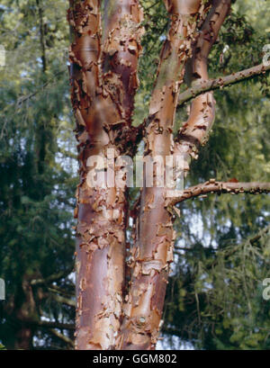 Acer Griseum AGM. -bellen, Detail - leichte Ahorn TRS065221 Stockfoto