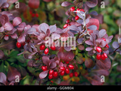 Berberis Thunbergii - F. Atropurpurea "Rote Säule" Beeren im Herbst TRS065231 Fotos zeigen Stockfoto