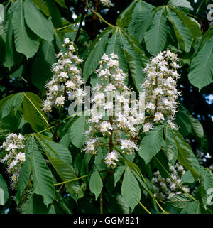 Aesculus Hippocastanum AGM - Rosskastanie TRS068221 Stockfoto