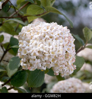Viburnum X carlcephalum HV TRS069108 Stockfoto