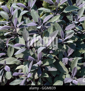 Salvia Officinalis - 'Purpurascens' AGM TRS071184 Stockfoto