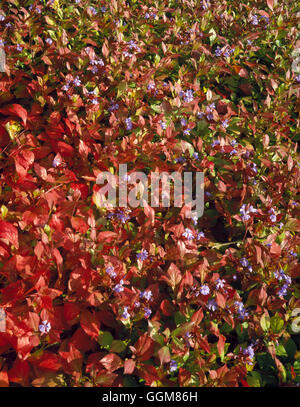 Ceratostigma Plumbaginoides - Farbe im Herbst TRS079446 Stockfoto