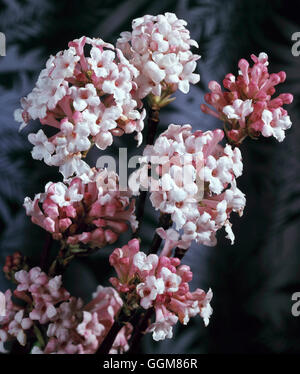 Viburnum Farreri - (Syn V. Fragrans) TRS080203 Stockfoto