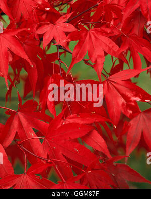 Acer Palmatum - im Herbst Farbe TRS081431 Stockfoto