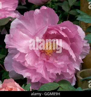 Paeonia Suffruticosa - 'Kamada-Fuji' TRS089388 Stockfoto