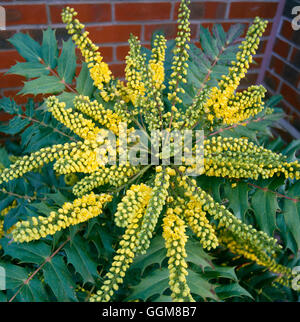 Mahonia x Media - "Charity" AGM TRS092575 Stockfoto