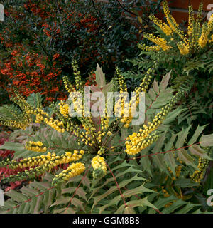 Mahonia x Media - "Charity" AGM TRS092578 Stockfoto