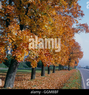 Acer Platanoides - Spitzahorn TRS092772 Stockfoto