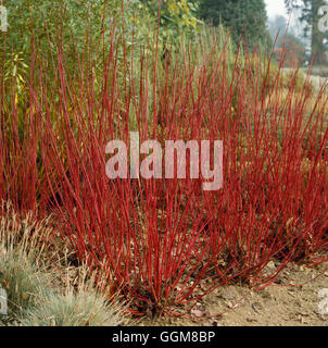 Cornus Alba - 'Sibirica' - (Syn c.a. "Westonbirt") TRS093144 Stockfoto