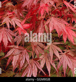 Acer Palmatum - 'Chitoseyama' HV TRS104540 Stockfoto