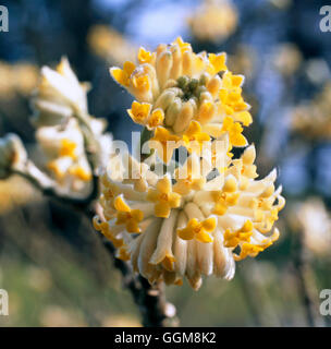 Edgeworthia Chrysantha - (Syn: E.papyrifera) TRS108115 Stockfoto