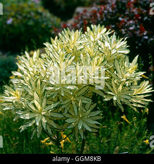 Daphne X burkwoodii-"Briggs Moonlight" TRS108359 Stockfoto