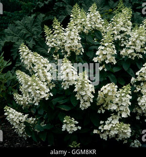 Hydrangea Paniculata - 'Grandiflora' AGM TRS108756 Stockfoto