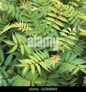 Sorbaria Sorbifolia - 'Sem' TRS109026 Stockfoto