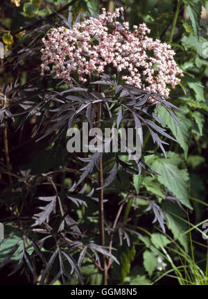 Sambucus Nigra-f. Porphyrophylla "Eva" AGM-- (Syn s.n. 'Black Lace') TRS110987 Fotos Hortic Stockfoto