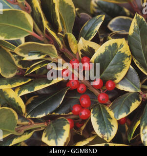 Ilex Altacleresis 'Golden King' AGM-- TRS111553 (weiblich) Stockfoto